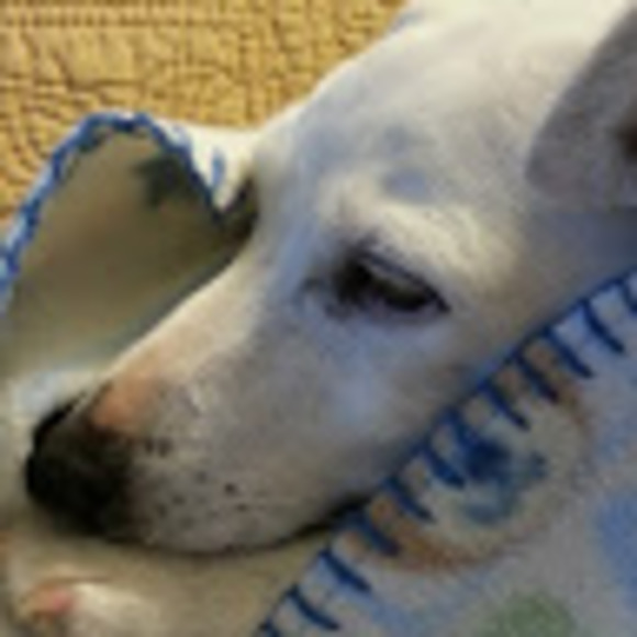 Meet your Posher, Becky - Picture 1 of 1